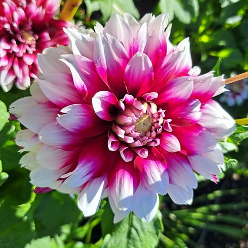 Dahlienknolle : Dahlia - Dahlie Deko - Dahlie  Jean Marie®  1 Knolle/Rhizom