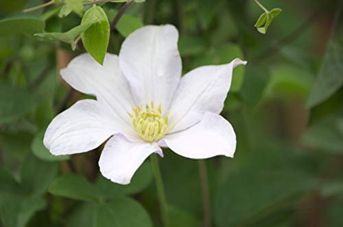 Clematite.net 107945