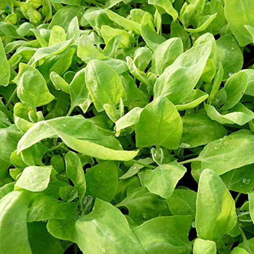 120 Graines d'Arroche Verte - légume ancien - jardin potager méthode BIO