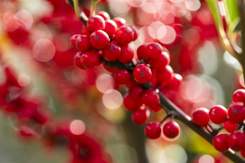 Winterbeere Ilex verticillata 40-60 cm Heckenpflanze winterhart | Rote Beeren im Winter, ideal als Sichtschutz und Formhecke, robust, vogelfreundlich, dekorativer Gartenblickfang