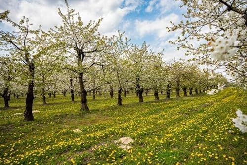 10st. Vogelkirsche – Prunus avium 50-80cm | Heimische Wildkirsche & Forstpflanze | Blütenbaum, winterhart & pflegeleicht | Wurzelware | Wald