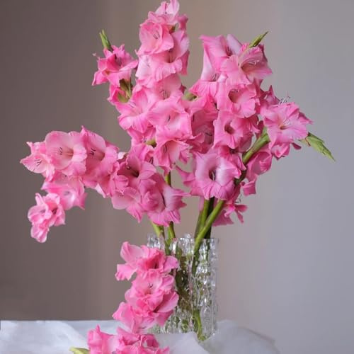 5bulbi di gladioli da a precoce di gladiolo Le da giardino sono perenni resistenti, balcone