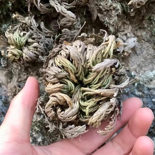 Rosa di Gerico balcone interna esotiche giardino in vaso 8bulbi