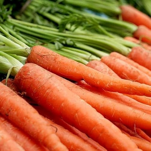 PREMIER SEEDS DIRECT - Scarlet Nantes Heirloom Carrot Seeds 4 Grams