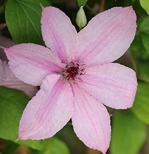 Waldrebe Hagley Hybrid 40-60cm - Clematis - lebende Gartenpflanze aus den Baumschulen