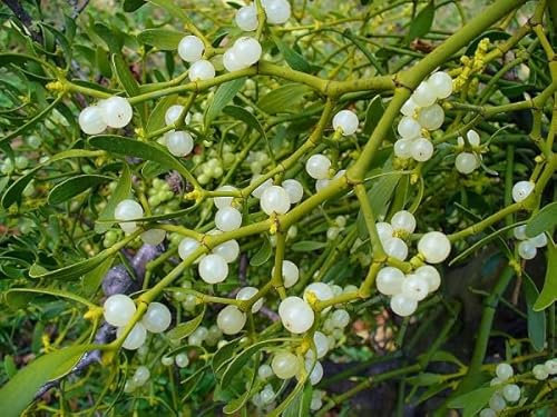 New Fresh 100pcs Mistletoe Plant Seeds
