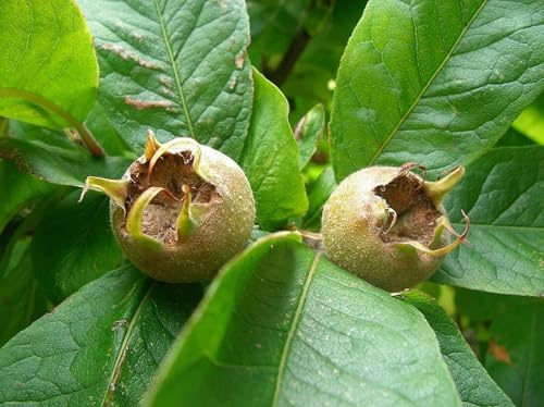 Mispel Mespilus germanica 'Nottingham' Pflanze 55-60cm veredelt Asperl Mispelche