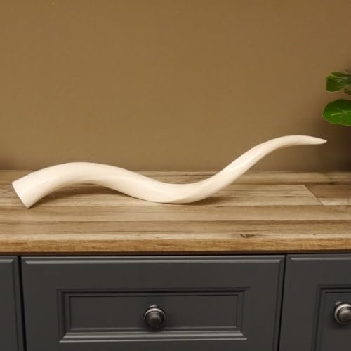 GTK - Geweihe & Trophäen KRUMHOLZ 1 Stück Kudu Innenhorn glanzpoliert medium Neu HL 68 cm 80.20.4.12