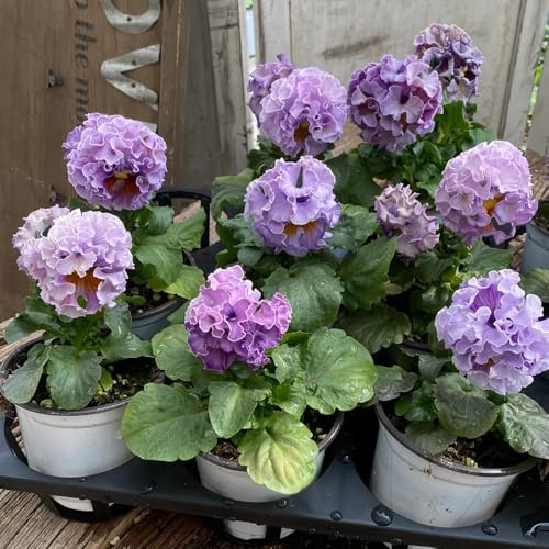 Semi di viola cornuta, esotici Viola cornuta - decorazione del soggiorno rare decorazione del giardino per esterno semi di varietà antiche 400pcs
