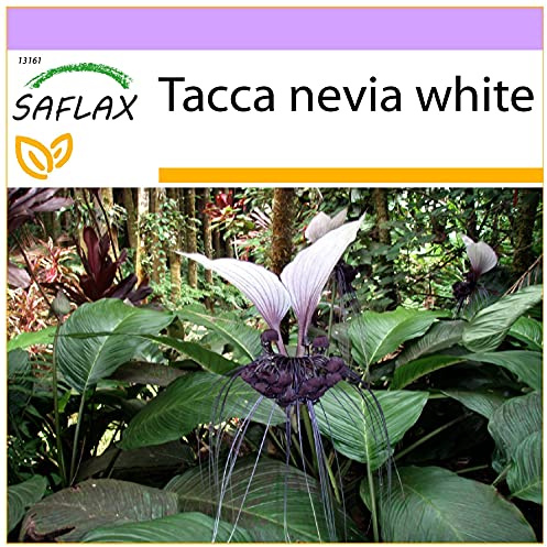 SAFLAX - Giant Bat Flower White - 10 Seeds - Tacca nevia White