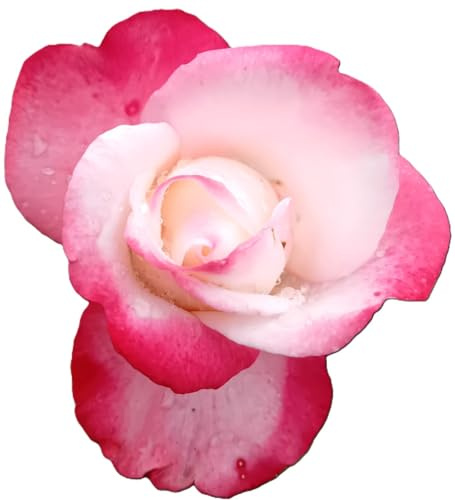 Rose Edelrose Nostalgie Hochstamm 90 cm Duftrose winterhart