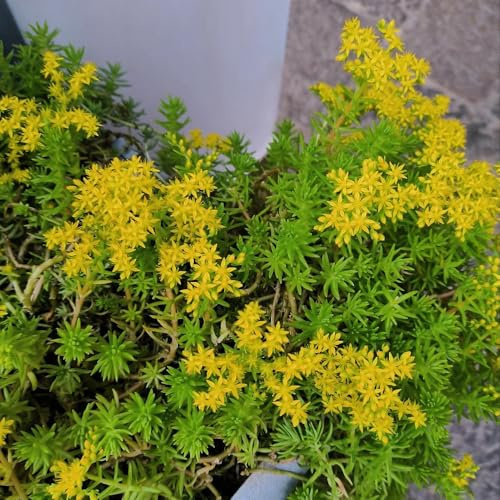 Semillas de Sedum Lineare - semillas de silvestres exóticas semillas de techo verde de exterior resistentes variedades antiguas 500pcs