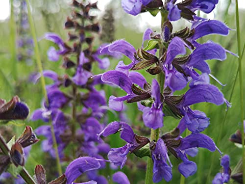 Wiesensalbei Samen lat. Salvia pratensis, heimischer mehrjähriger winterharter Salbei Samen, als bienenfreundliche Salbei Pflanze (250 Samen)