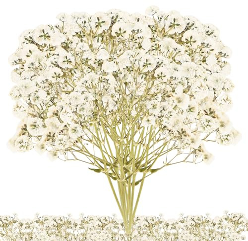 100 Stück Getrocknete Blumen, Weiß Klein Baby’s Breath Blumen Echte Natur Trockenblumen für DIY Kerze Harz Schmuck Nagel Kunst Basteln, Mini Blumenstrauß Deko