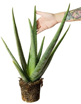 Aloe Vera Natural Planta Suculenta de Exterior y Ornamental