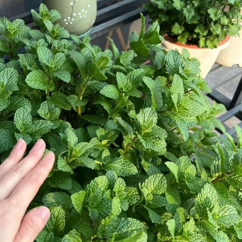 semillas de menta verde, para de menta, silvestres jardínen resistentes productos sostenibles s raras balcón 1600pcs