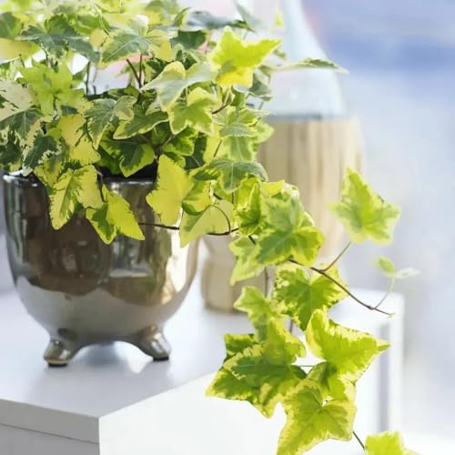 EfeuSamen, winterharte für balkon EfeuSamen Schnellwachsend - alte sorten efeutute zimmerpflanze kletterpflanzen winterhart mehrjährig 400pcs
