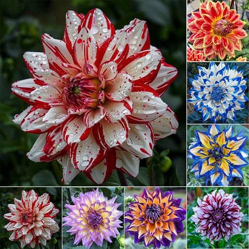 200/500 Stück Dahlien-Blumensamen, riesige gemischte mehrjährige Dahliensamen zum Pflanzen im Freien, schnell wachsende, auffällige Blüten, Blumensamen Mischfarbe 500 Stück