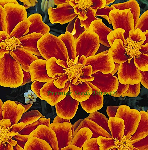 PREMIER SEEDS DIRECT - MARIGOLD DWARF FRENCH - DURANGO FLAME - 0.2GM APPROX 70 SEEDS