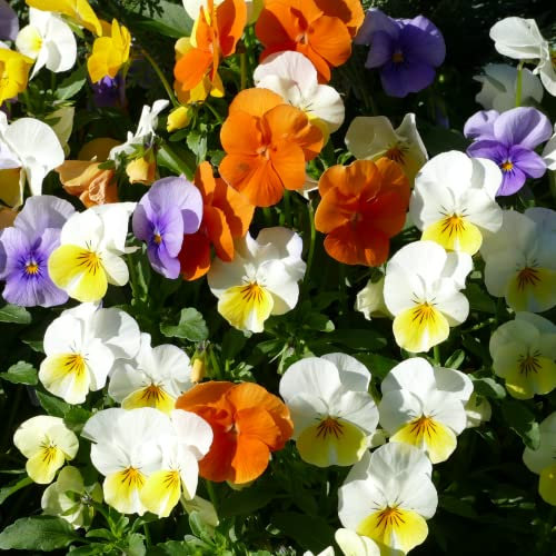 Viola Plants, 'Sorbet Mixed', 6 x Full Plant Pack, Bedding Plants, Violas, Viola Flowers, Garden Ready and Ready to Plant, Premium Quality Flowers