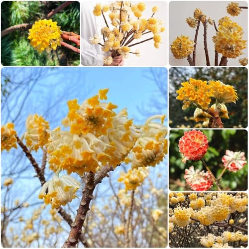 Semi di Edgeworthia - semi di Edgeworthia chrysantha - da balcone resistenti esotici giardino perenni perenni 100pcs