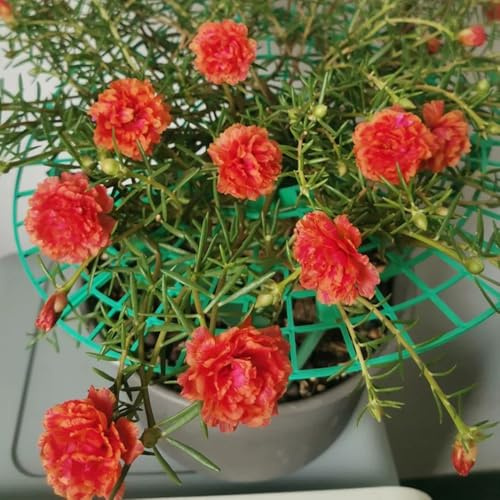 semillas de verdolaga resistentes cubierta perenne resistente Comprar de verdolaga semillas interior, para camas elevadas, para lugares soleados 150pcs