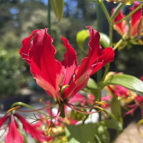 Bulbos de lirio de fuego, bulbos que florecen en primavera gloriosa superba, de balcón de jardín las trepadoras son resistentes 2pcs