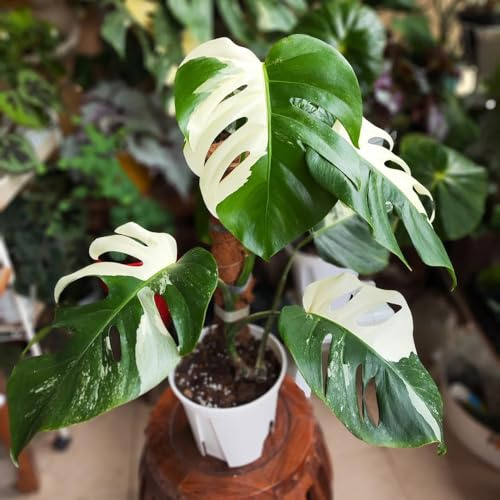 semillas de monstera exóticas resistentes al invierno para contenedores techo verde oficina decoracion sala de estar 30pcs