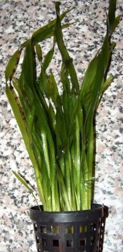 5 Töpfe Vallisneria spiralis, Schraubenvallisnerien