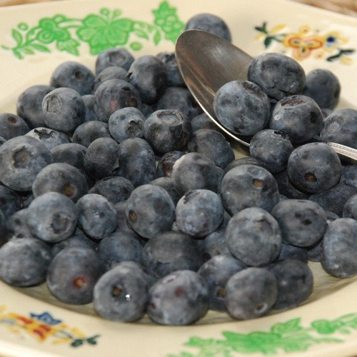 Plant World Seeds - Blueberry Seeds (Berry Seeds)