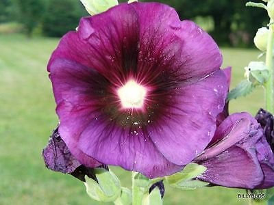 30 malvarosa semi VIOLA