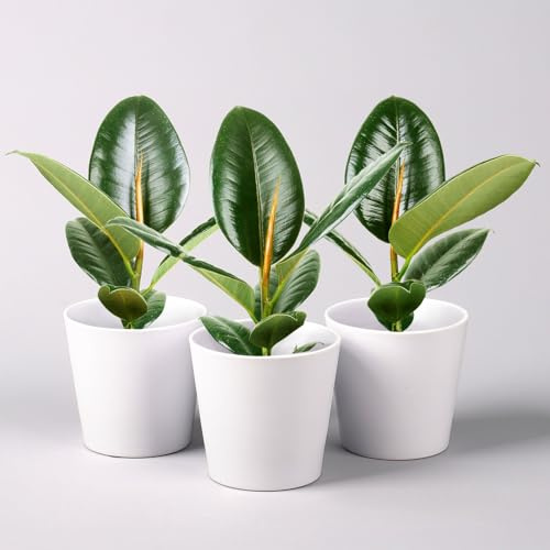 Gummibaum 'Robusta' in Topf weiß, Topf-Ø 12 cm, Höhe ca. 40-45 cm, 2er-Set