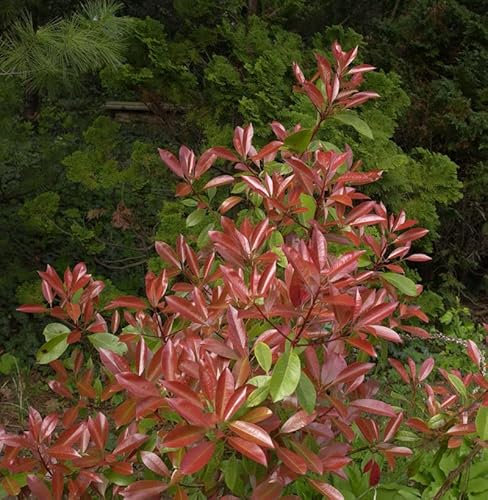 Glanzmispel Little Fenna 25-30cm - Photinia fraseri - lebende Gartenpflanze aus den Baumschulen