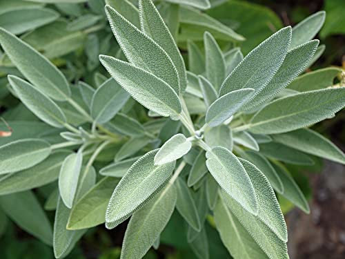 Just Seed - Herb - Sage - Salvia officinalis (Blue) - 50 Seeds - Economy Pack