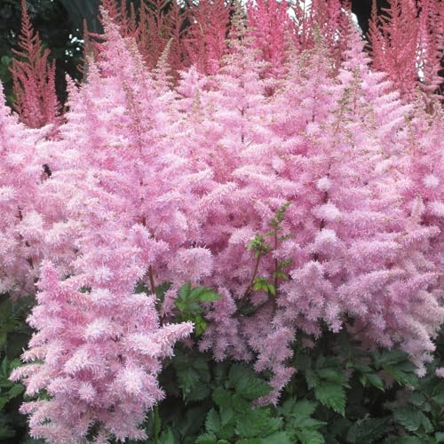 GardenersDream Astilbe Rosa Chiaro in Vaso – Pianta da Giardino Colorata e Pennuta – Pianta Perennante Robusta da Esterno per Giardini Boscosi, Aiuole e Bordure (incluso Vaso da 11 cm)