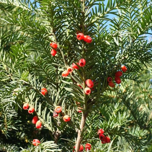 semi di tasso Taxus baccata, baumsamen, interno da balcone, esotiche 250pcs