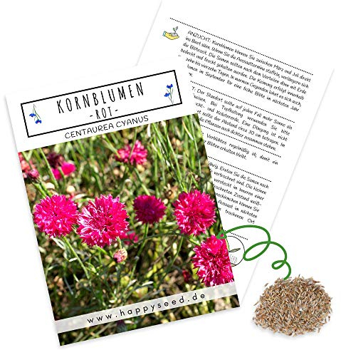 Kornblumen Samen (Centaurea cyanus) - Wunderschön leuchtende Blumen mit langer Blütezeit für eine bunte Blumenwiese (Rot, 1000 Korn, 80 cm)
