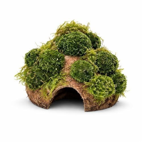 SAHAWA Kokoshöhle mit Kleine Mooskugeln und Moos, Aquarium Höhle Bonsai Unterschlupf Brutstätte für Fische Aquarium Garnelenbäumchen, ca. 15x10 cm Bepflanzt mit Echten Tropica Wasserpflanzen, Handmade
