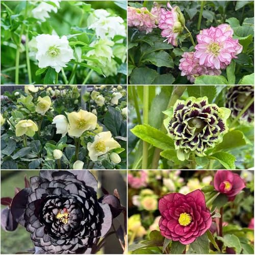 christrosen winterhart - gartenpflanzen balkonpflanzen winterhart Helleborus thibetanus winterfeste für kübel balkon garten 220samen