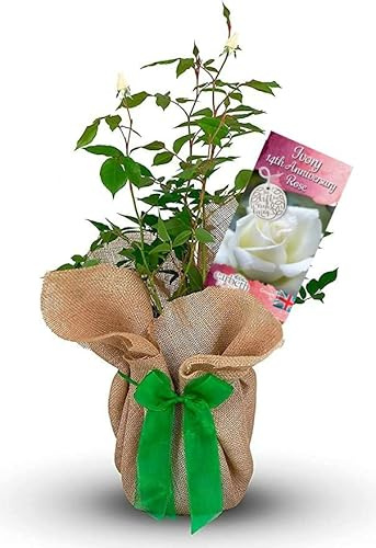 Carbeth Plants Ivory 14th Anniversary Rose in 3L Pot - Gift Wrapped