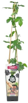 Bloomique - Rubus Fruticosus 'Thornfree' - Brombeerstrauch - Obstpflanzen - Gartenpflanzen - Winterhart - ⌀14 cm - Höhe 60-70 cm