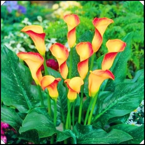 Calla Lily Bulbs,Calla Lily Plants Live(Ornamental Flowers,Plant Bulbs,Garden Flowers,Hardy Perennial,Wedding Flowers)-6bulbs-d