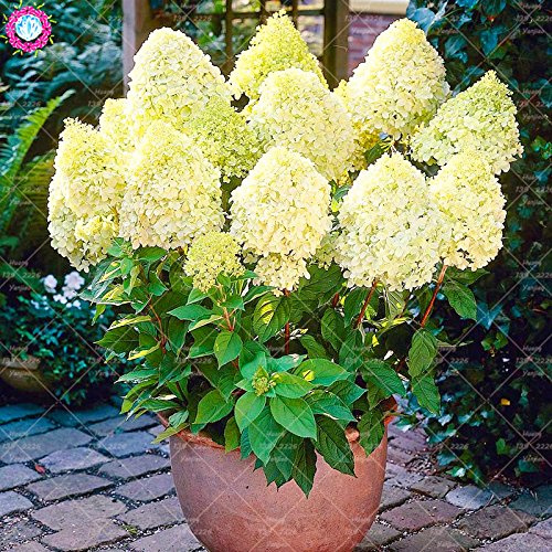 Hortensia Paniculata Fraise Blanche Graines De Fleurs D'hortensia Graines Bonsaï Vivace Plan En Vase Pour La Maison Jardin