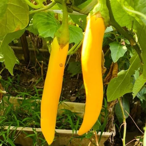 AuberginenSamen, gartenkräuter gartenarbeit geschenk wintergemüse kaufen balkongemüse hochbeet alte gemüsesorten 200pcs