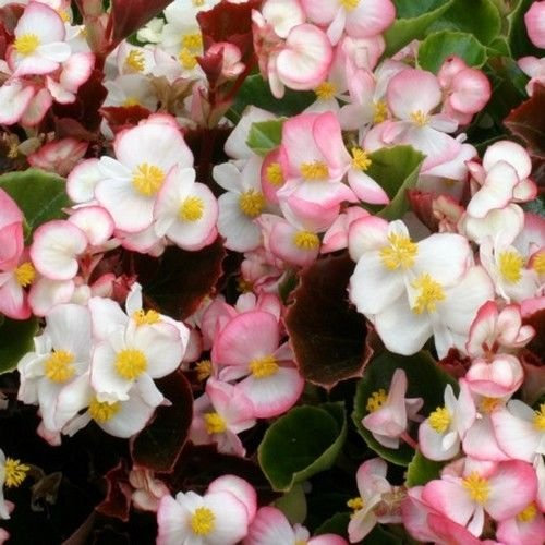 Begonia Cocktail Rum Flower Seeds (Begonia x semperflorens-cultorum) 50 + Pellets