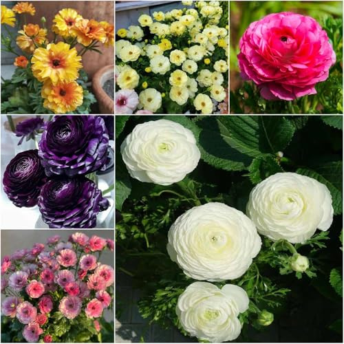 ranunkeln - blumenwiese exotische bonsai topf zimmerpflanzen balkonpflanzen winterhart pflanztopf zimmerbonsai bonsai blumenzwiebel dachbegrünung frühlingsblüher 20zwiebeln
