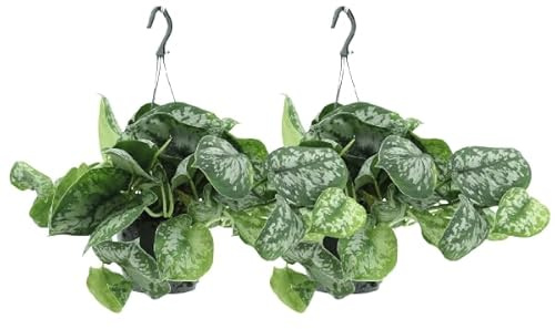 Efeutute – Scindapsus pictus Trebie Epipremnum – 2 Pflanzen – Ø15cm – Höhe ca. 25cm – Pflegeleichte Zimmerpflanzen – Rank- & Hängepflanzen mit silber gemusterten Blättern