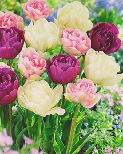 20 Gefüllte Tulpenzwiebeln weiß/rosa/violett gemischt Blumenzwiebeln