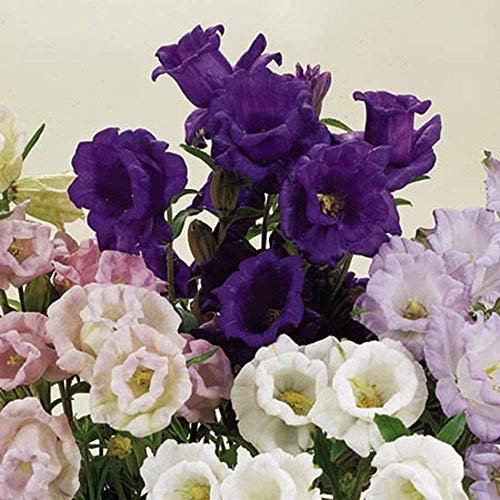 100 Seeds - Campanula Canterbury Bells Seeds Cup and Saucer Mix Double Flowers