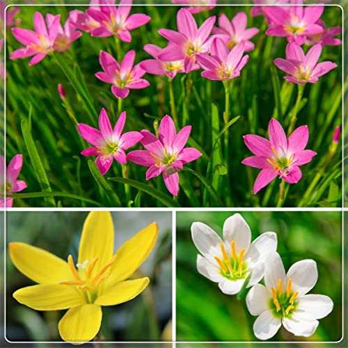 Lampadine a forma di giglio della pioggia, incredibile, decorazione del parco magico, 10 lampadine